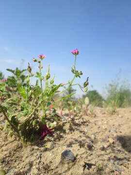 Imagem de Geranium molle L.