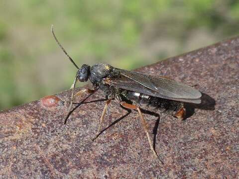 Image of Camponotus fallax (Nylander 1856)