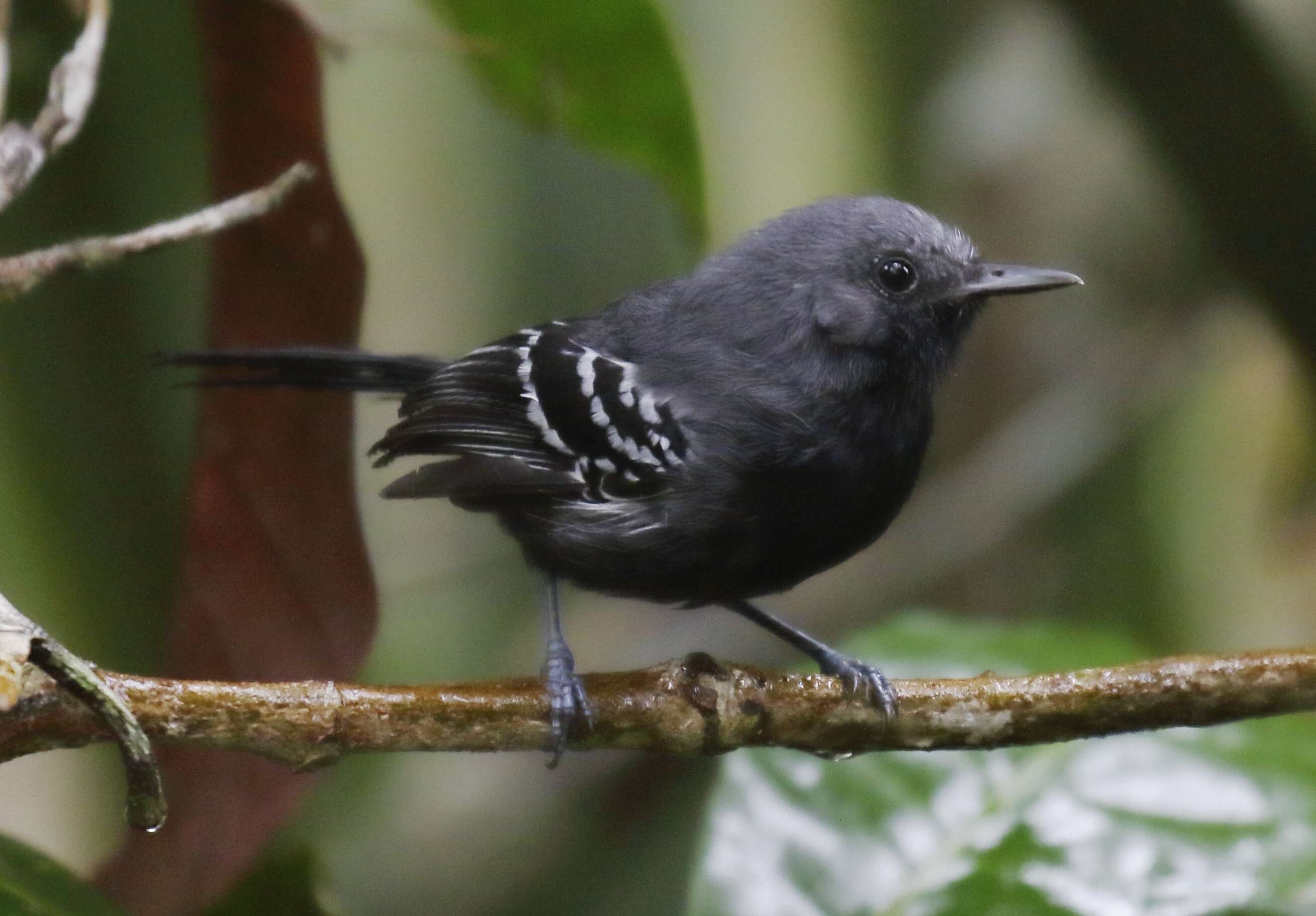 Image of Narrow-billed Antwren