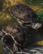 Image of yellow-bellied slider