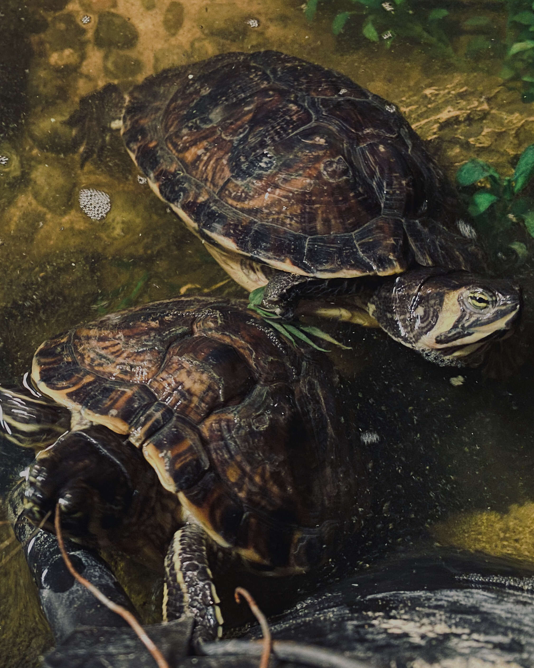 Image of yellow-bellied slider