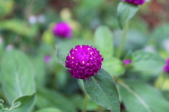 Image of Globe Amaranth