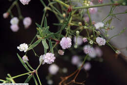 Image de Gypsophila paniculata L.