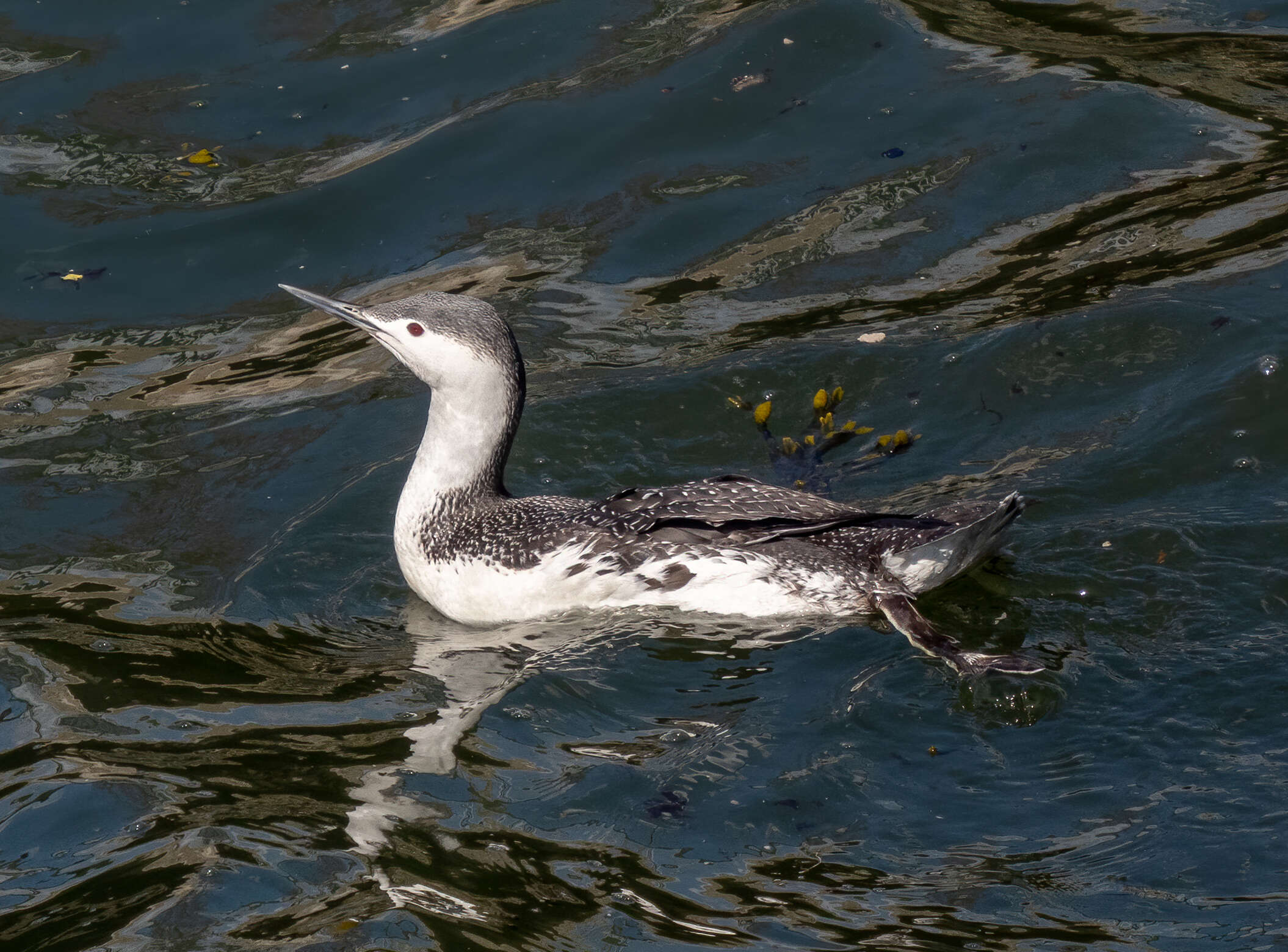 Image of Red-throated Diver