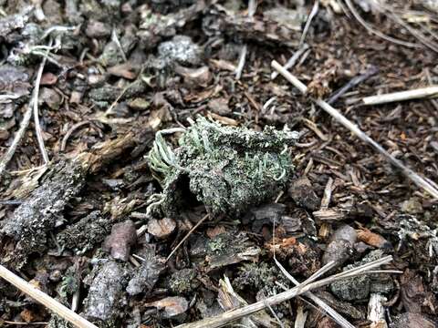 Image of Cladonia macilenta