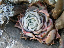 Image of hens and chicks