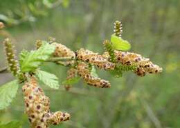 Image of Shrubby Birch