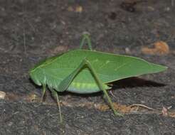 Image of Angle-wing Katydids