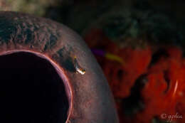 Image of Pictus Blenny