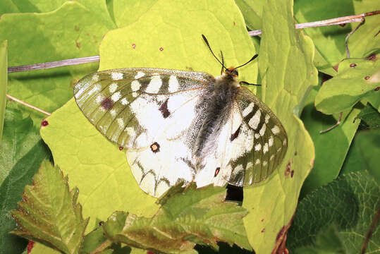 Image de Parnassius clodius Ménétriés 1855