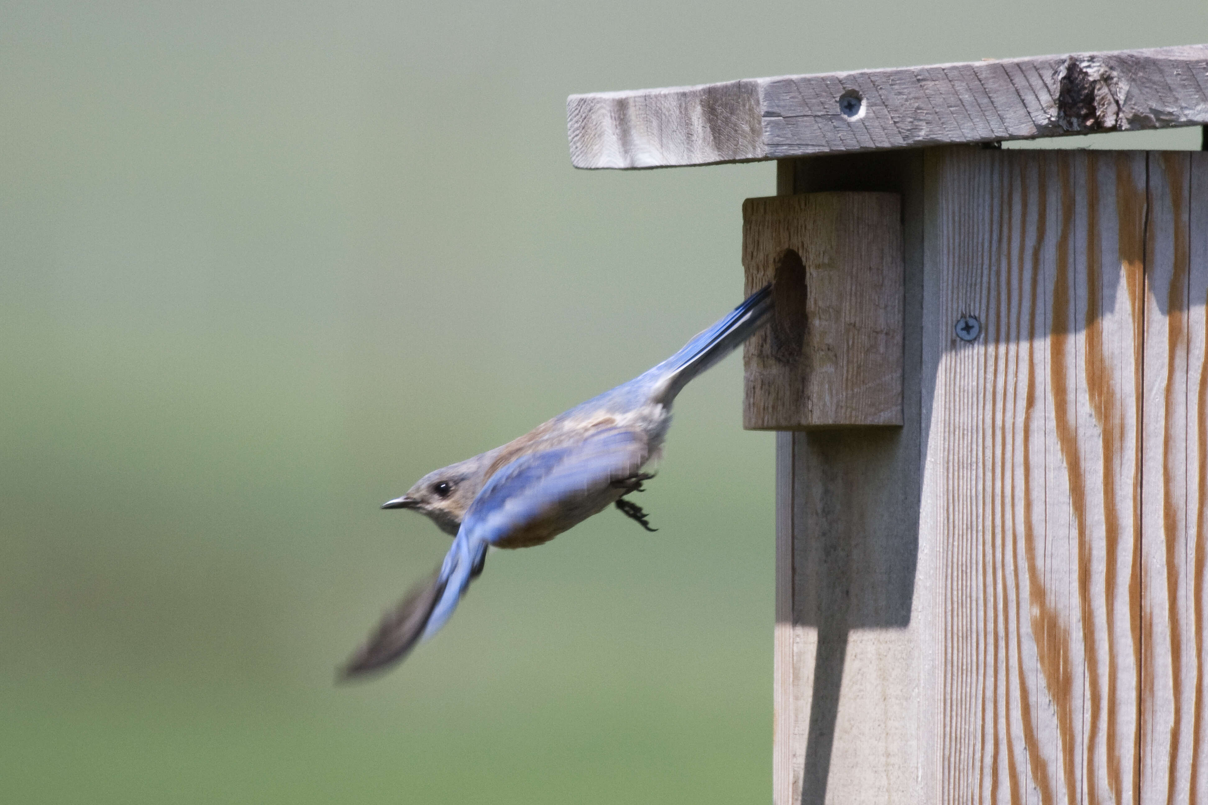 Image of Western Bluebird