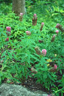 Image of Red Trefoil