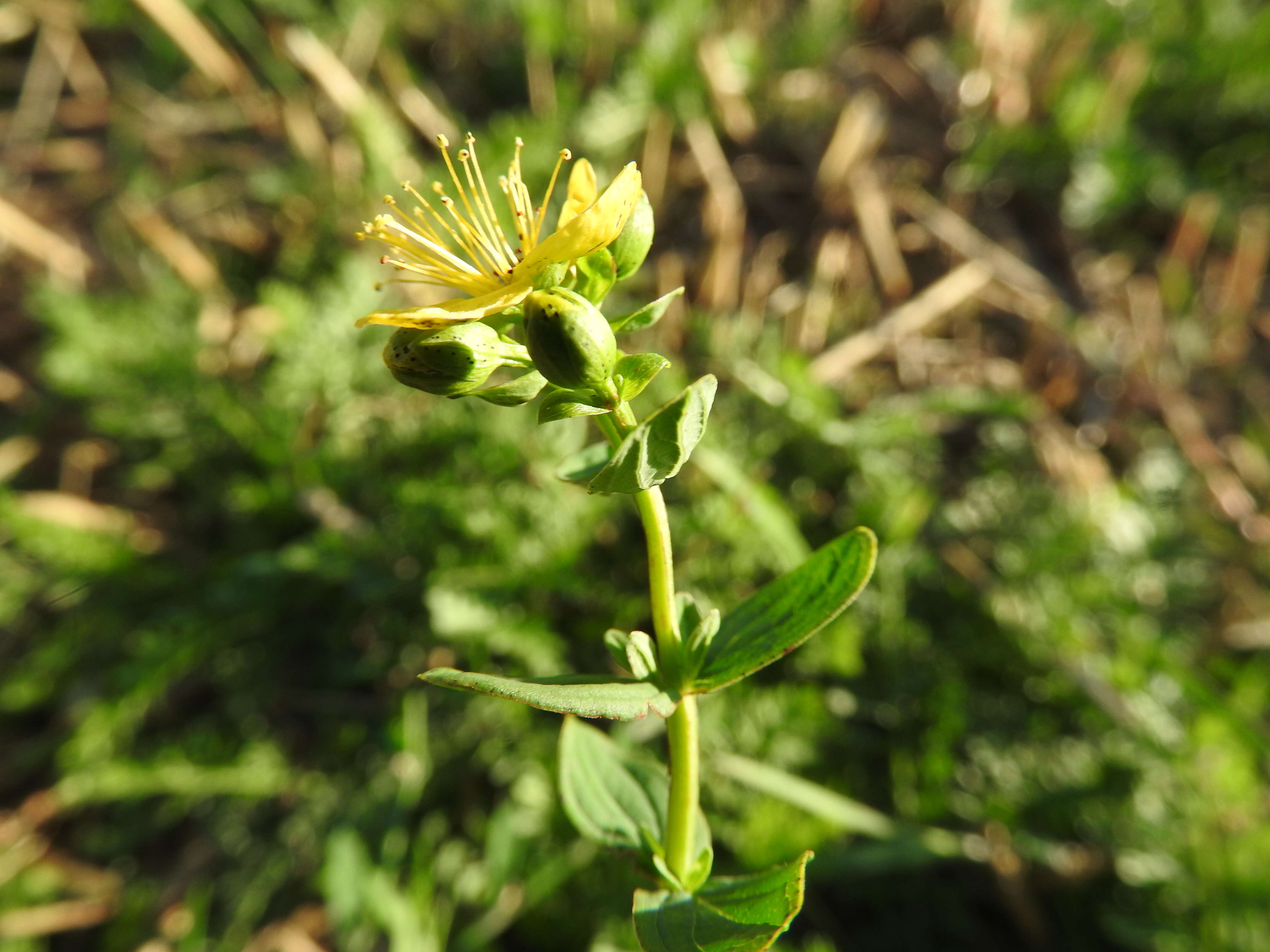 Image of spotted St. Johnswort