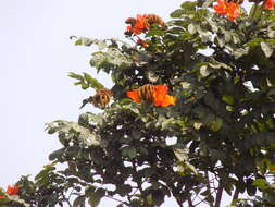 Image of African tulip tree