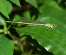 Image of Ceriagrion olivaceum Laidlaw 1914