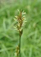 Image of quaking-grass sedge