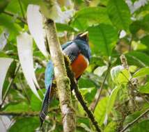 Image of Trogon aurantiiventris