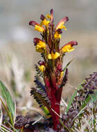 Image de Pedicularis flammea L.