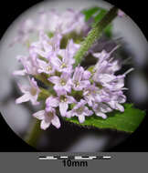 Image of Water Mint