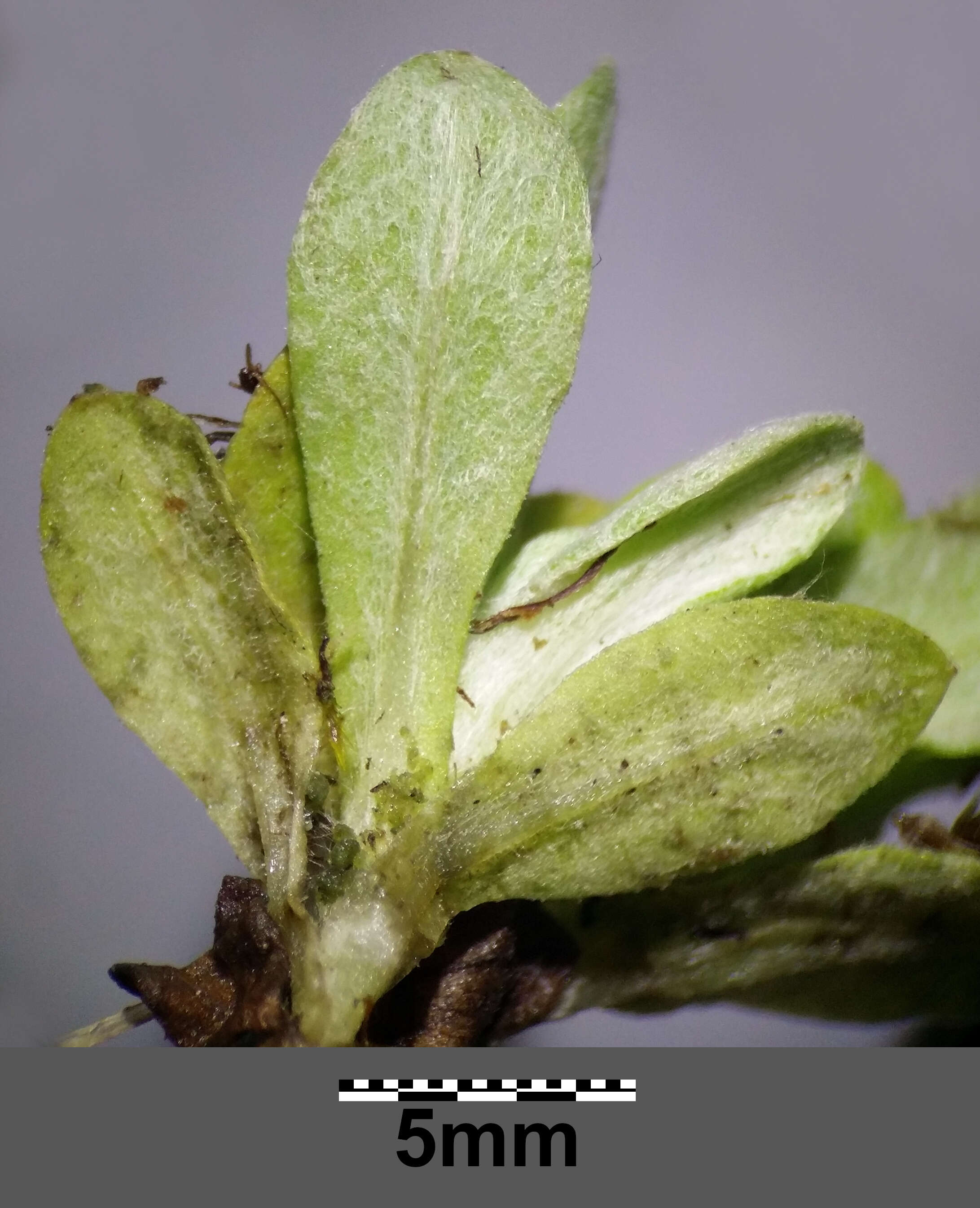 Image of Jersey cudweed