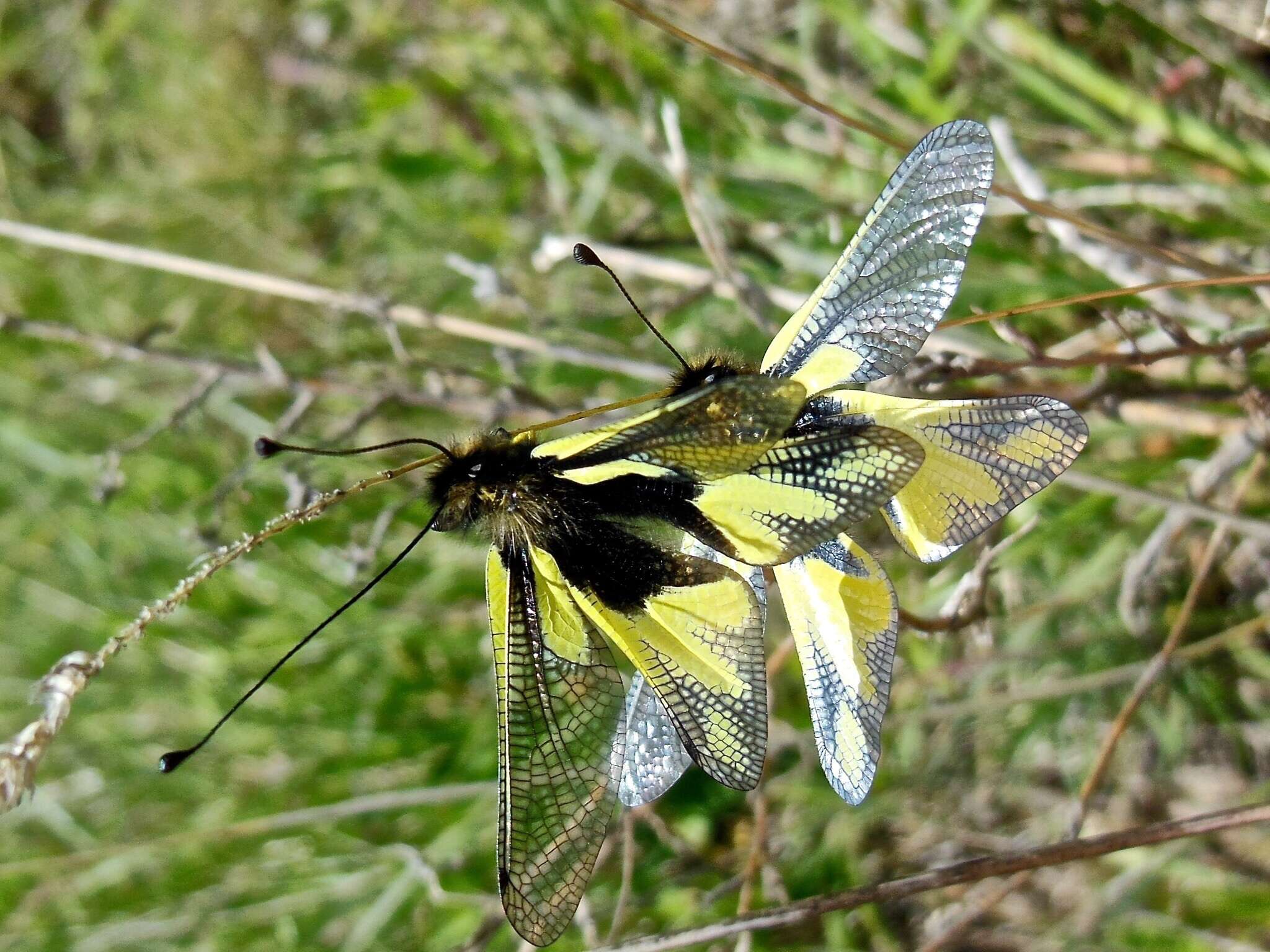 Image of Owly sulphur