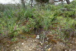 Image of Anacamptis morio subsp. syriaca (E. G. Camus) H. Kretzschmar, Eccarius & H. Dietr.