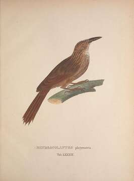 Image of Planalto Woodcreeper