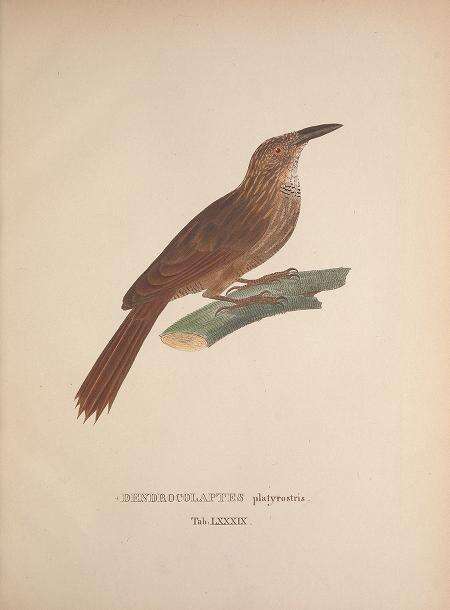 Image of Planalto Woodcreeper