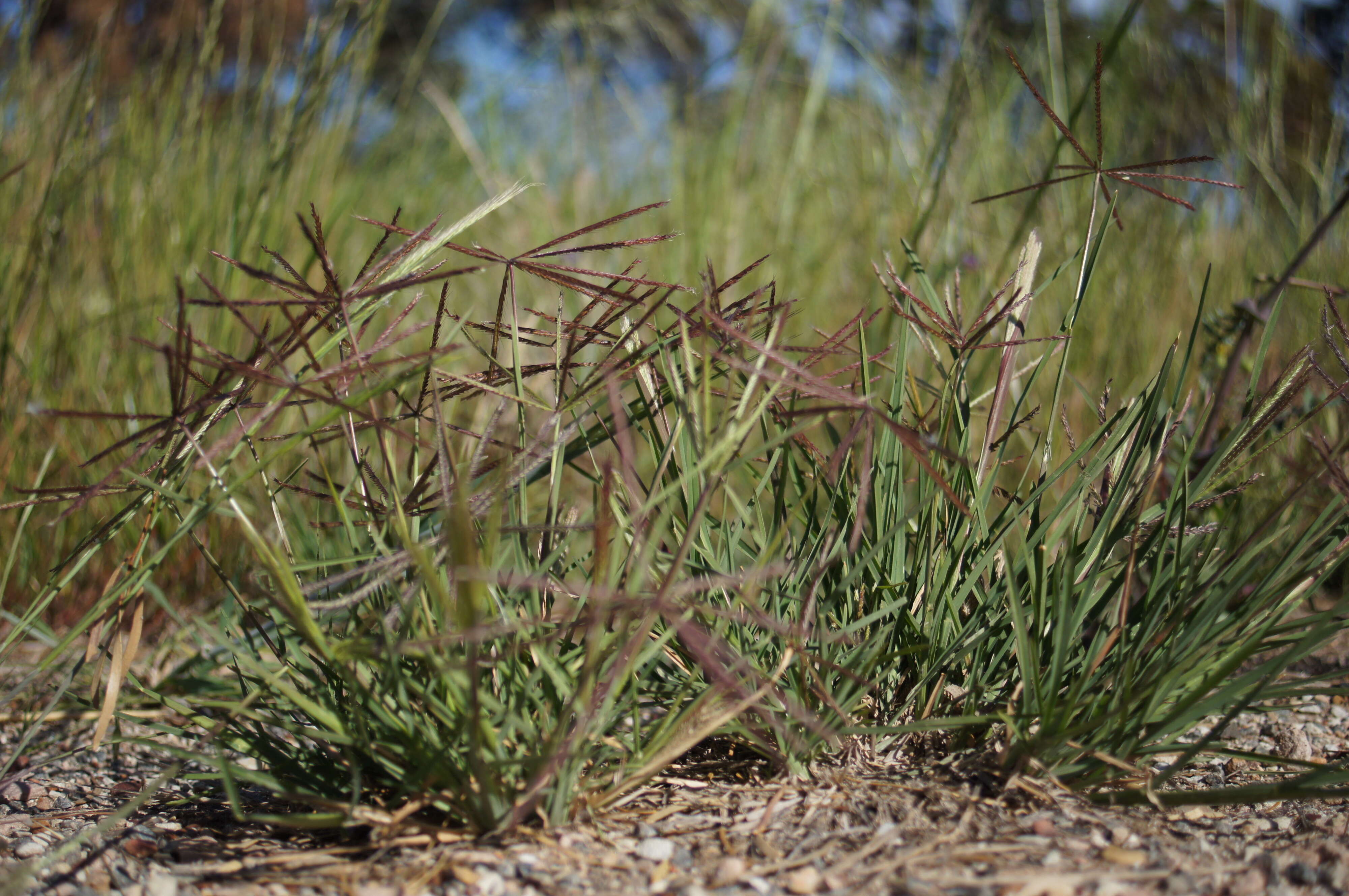 Image of Australian fingergrass