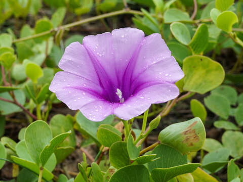 Ipomoea pes-caprae (L.) R. Brown resmi