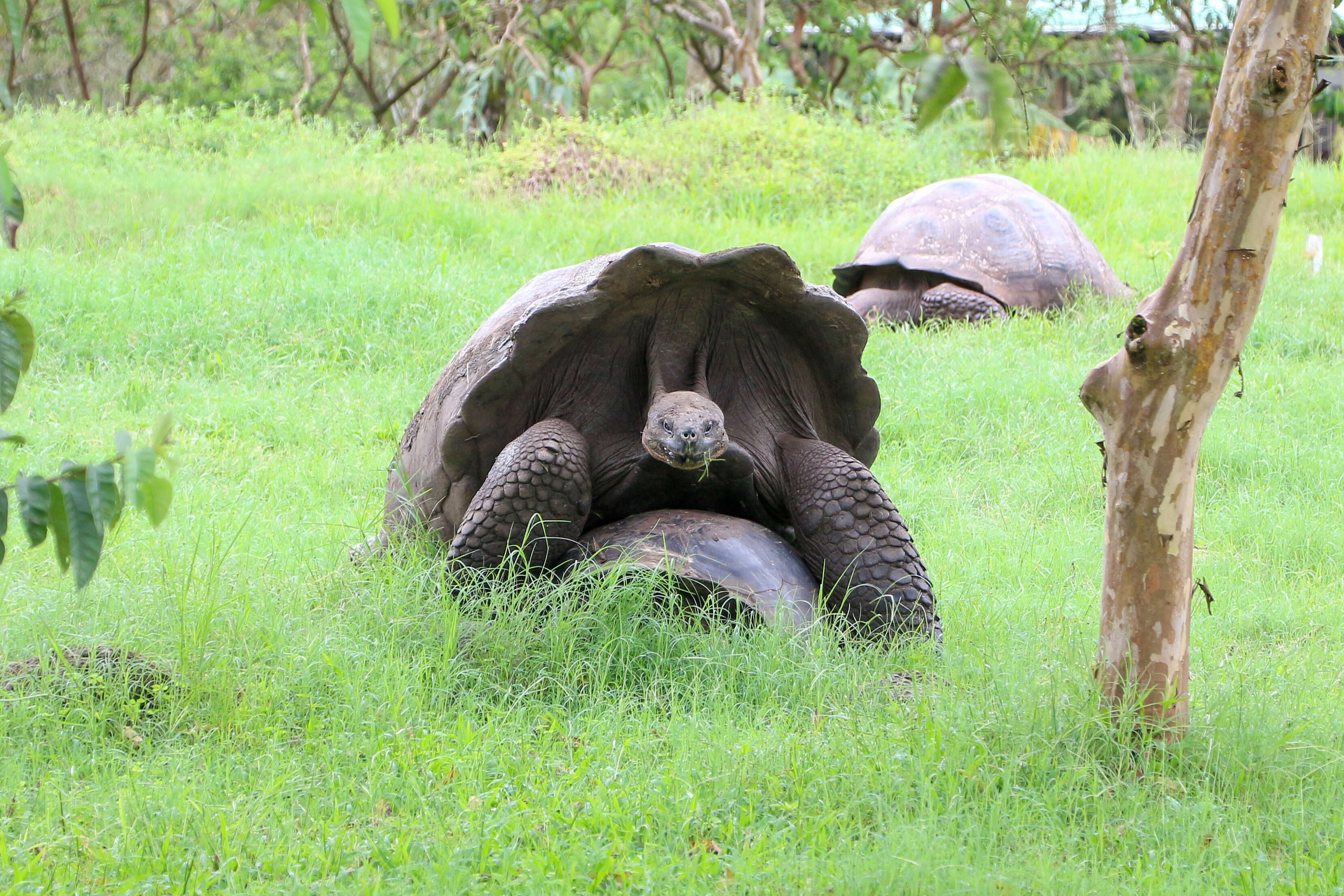 Image of Galapagos giant tortoise