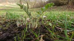 Image of tall globethistle