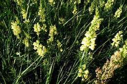 Image of Common Toadflax