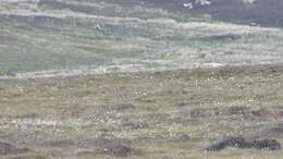 Image of Hen Harrier