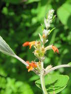 Image of Colquhounia coccinea Wall.