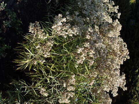 Image of Pearly Everlasting