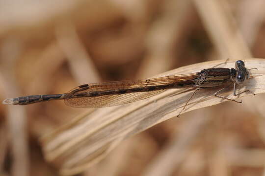 Image of Siberian Winter Damsel