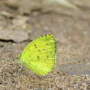 Image of Eurema andersonii