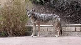 Imagem de Canis latrans ochropus Eschscholtz 1829