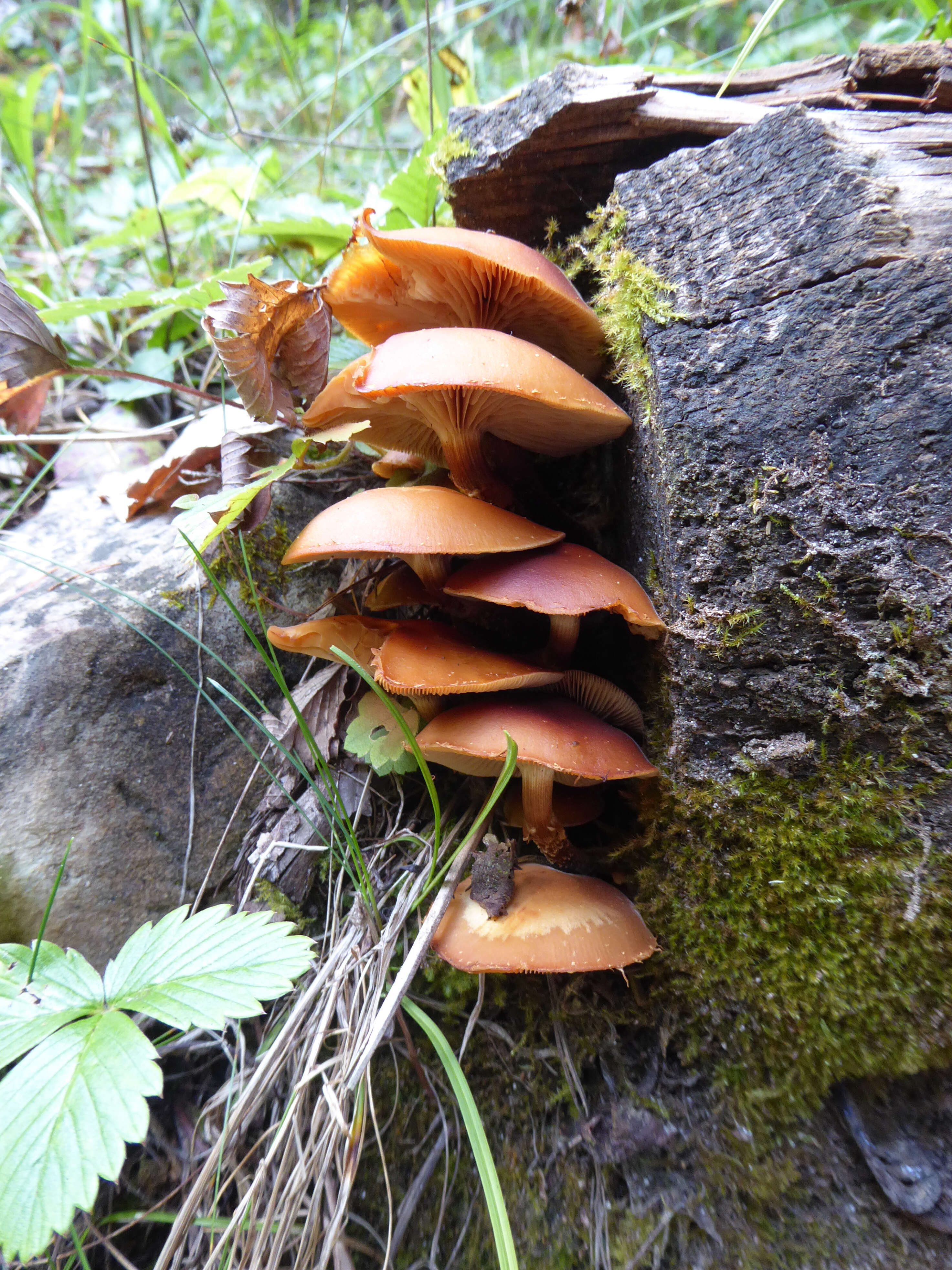 Imagem de Kuehneromyces mutabilis (Schaeff.) Singer & A. H. Sm. 1946