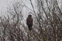 Image of Common Buzzard