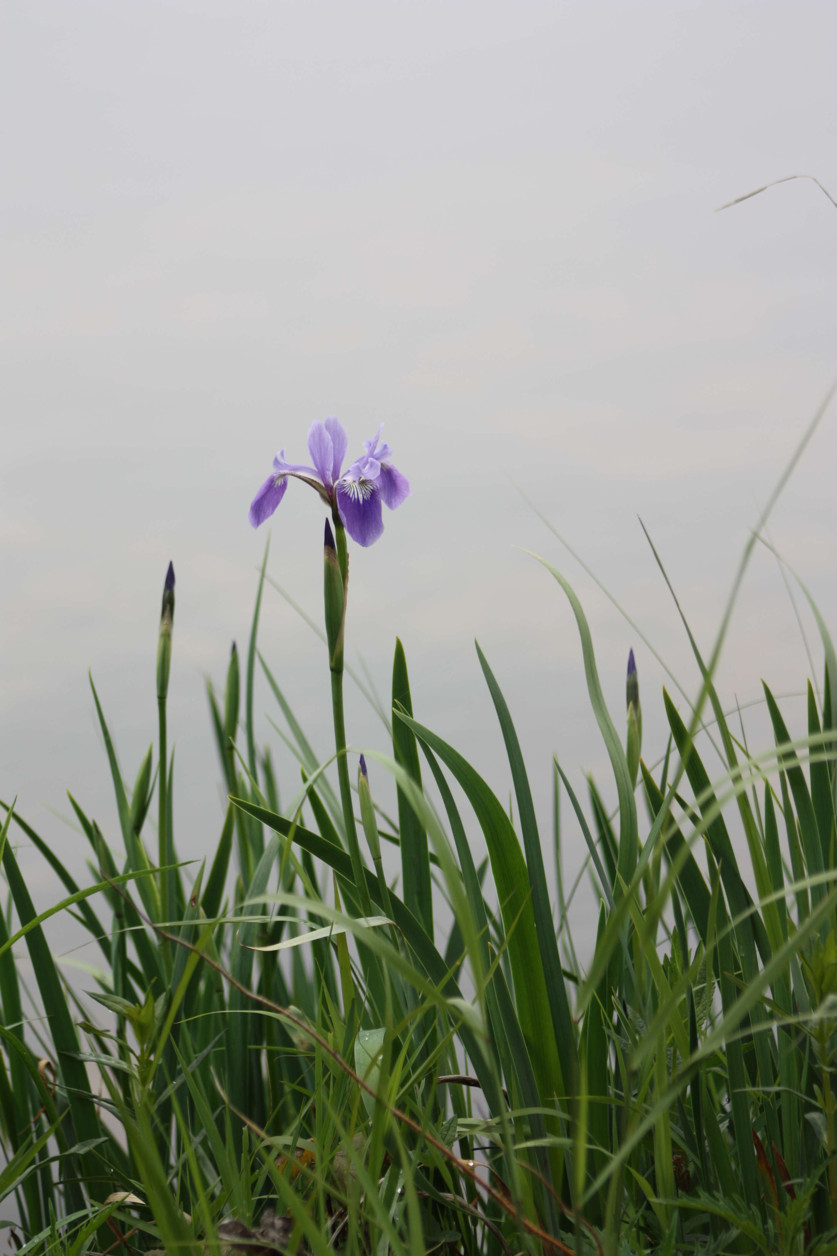 Image de blue flag iris versicolore