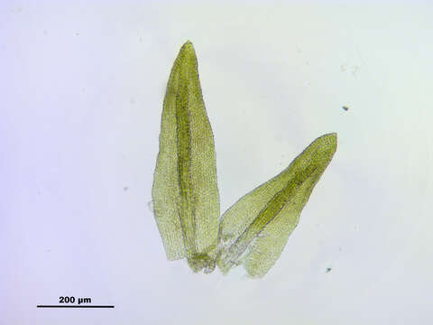 Plancia ëd Gymnostomum calcareum Nees & Hornschuch 1823