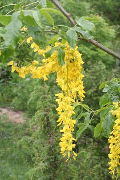 Image of Common Laburnum