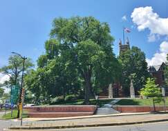 Image of American elm