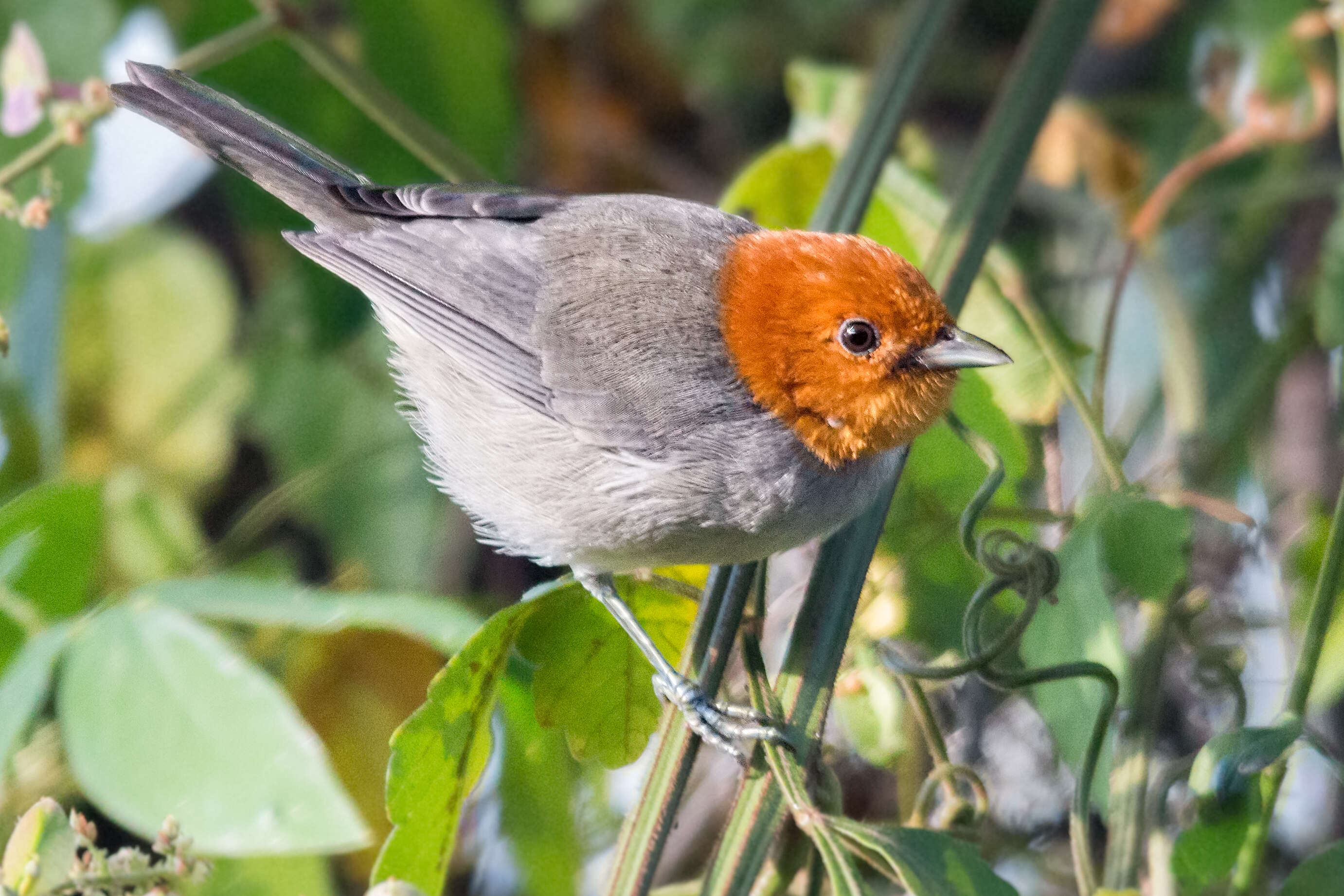 Image of Fulvous-headed Tanager