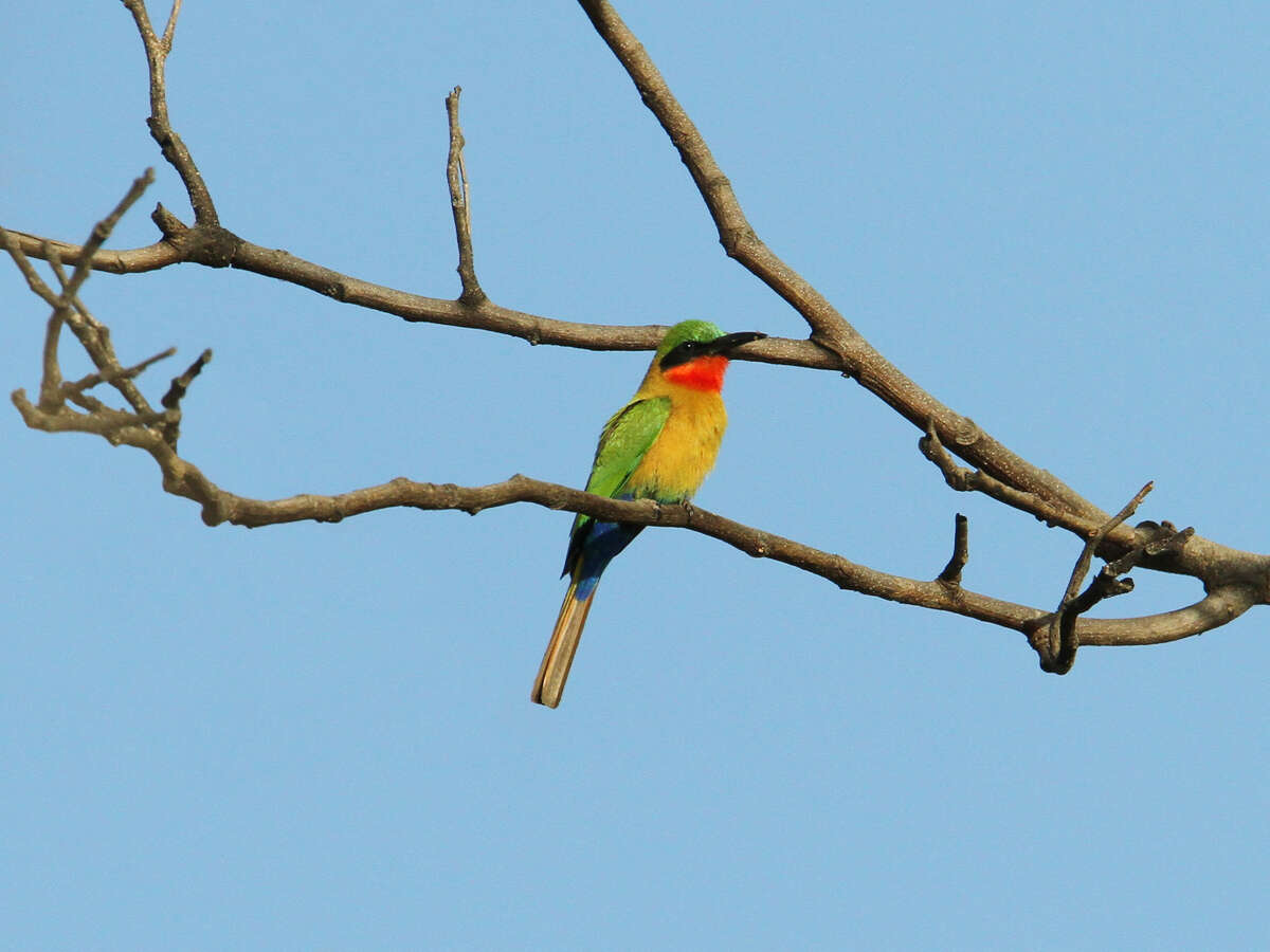 Image of Red-throated Bee-eater