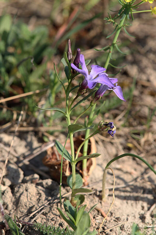 Image of herbaceous periwinkle