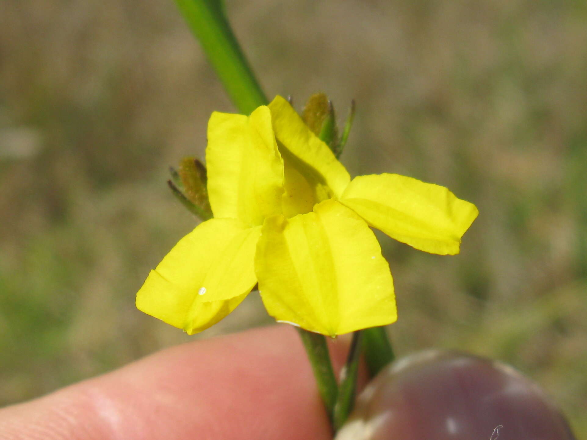 Image of Goodenia stelligera R. Br.