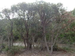 Image of Eucalyptus staeri Maiden ex Kessell & C. A. Gardner